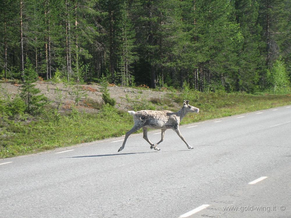 IMG_0144.JPG - Norrbotten, Svezia settentrionale: renna