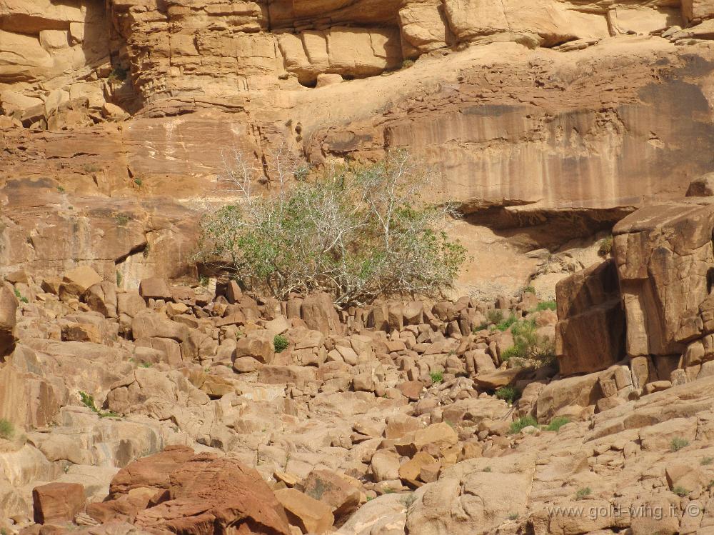 IMG_1120.JPG - Wadi Rum: sorgente di Lawrence