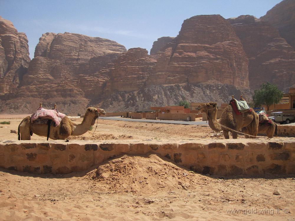 IMG_1298.JPG - Wadi Rum, villaggio di Rum: cammelli