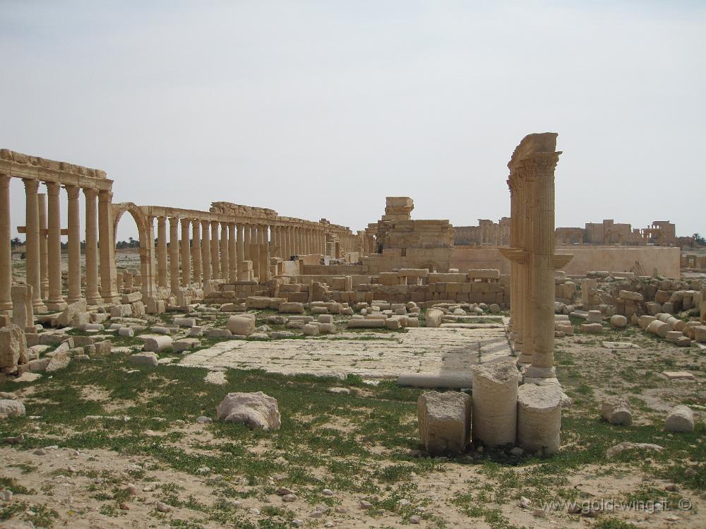 IMG_2363.JPG - Palmyra