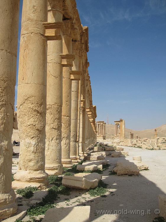 IMG_2371.JPG - Palmyra