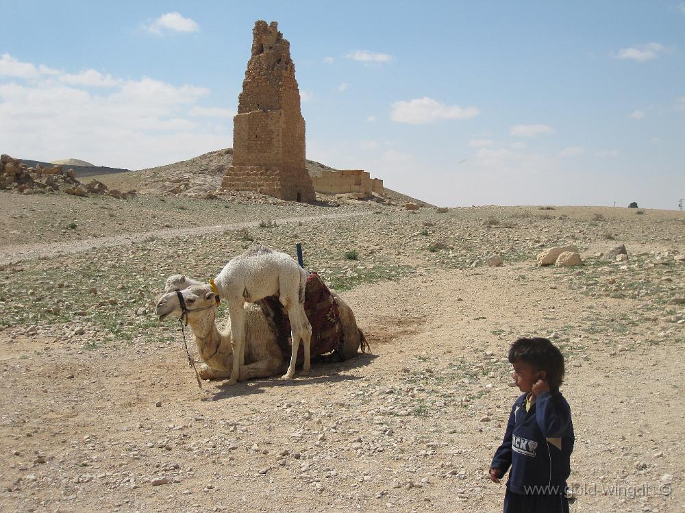 IMG_2426.JPG - Palmyra, Valle delle Tombe: un cammello e il suo cucciolo