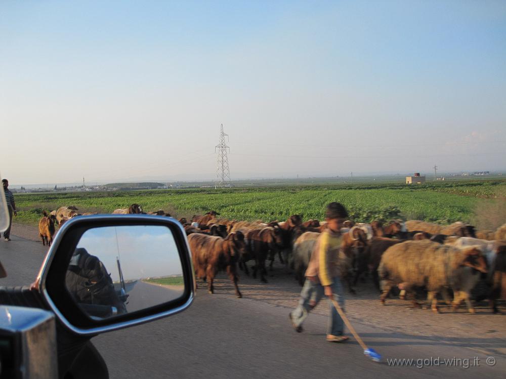 IMG_2481.JPG - Siria: la fertile piana di Al Ghab