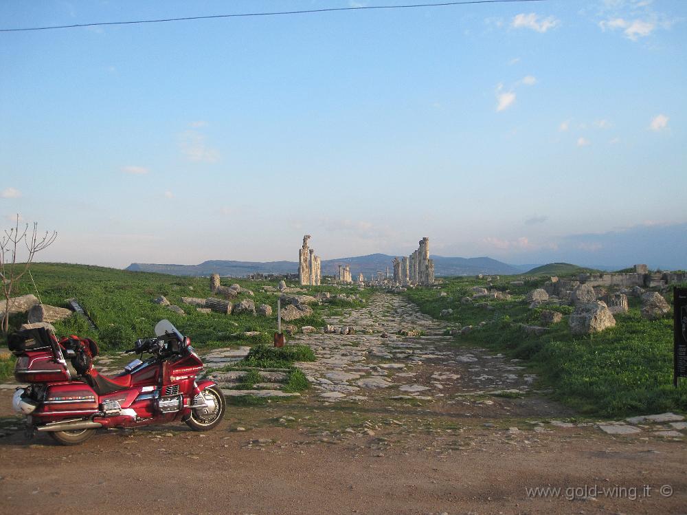 IMG_2520.JPG - Siria, Apamea. Poco dopo l'alba: non c'è nessuno, il sito è tutto per me. La via principale, il cardo (lungo 2 km), all'incrocio con il decumano