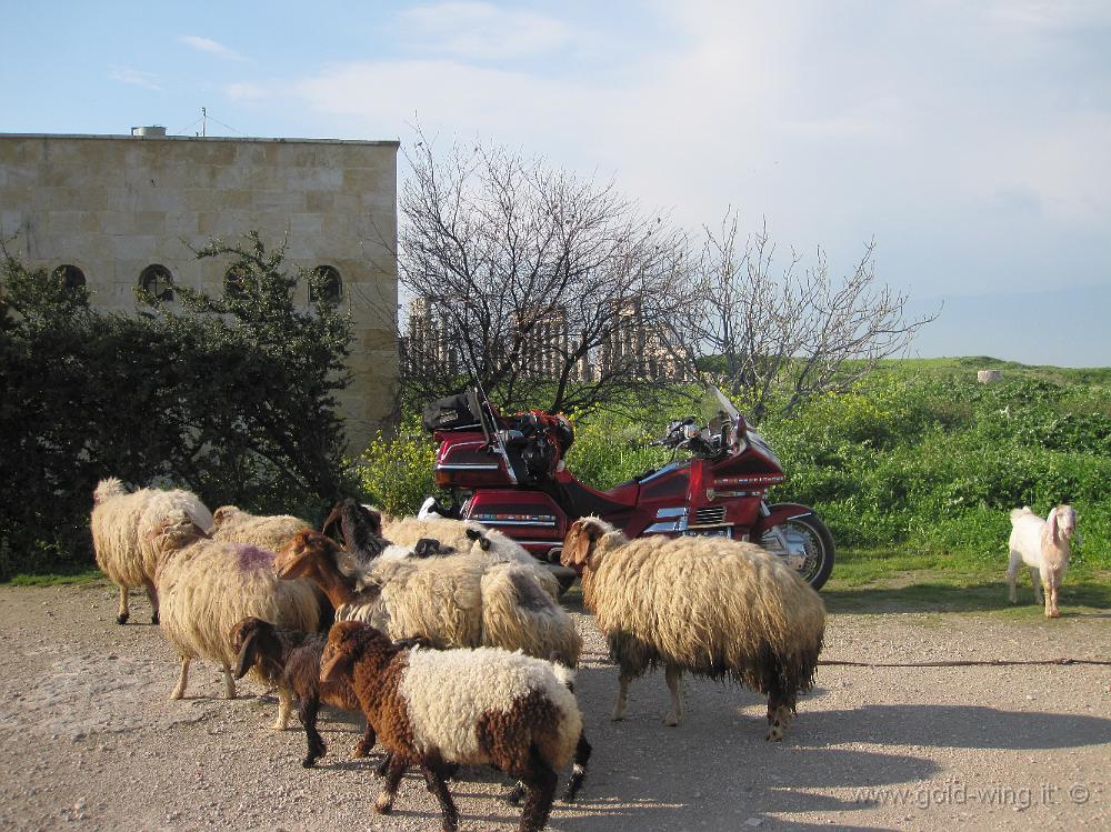 IMG_2555.JPG - Apamea: la moto mi ha aspettato, circondata da fauna locale