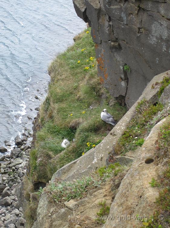 IMG_0521-1.JPG - Baia di Oxarfjordur: uccelli sulla scogliera