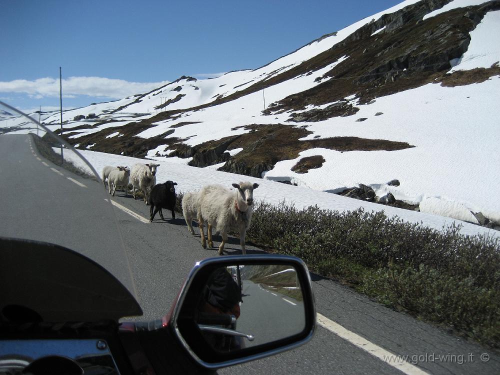 IMG_0237.JPG - Pecore lungo la salita verso il passo Sognefjell (m 1.415)