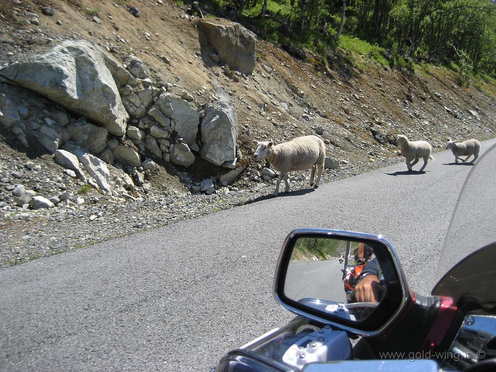 IMG_0443.JPG - Pecore sulla strada per Ardal