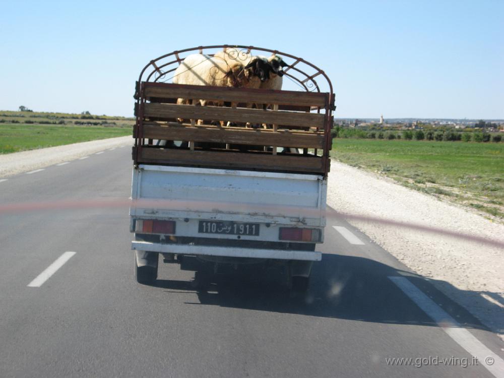 IMG_0104.JPG - Tra Hammamet e Kairouan: trasporto bestiame