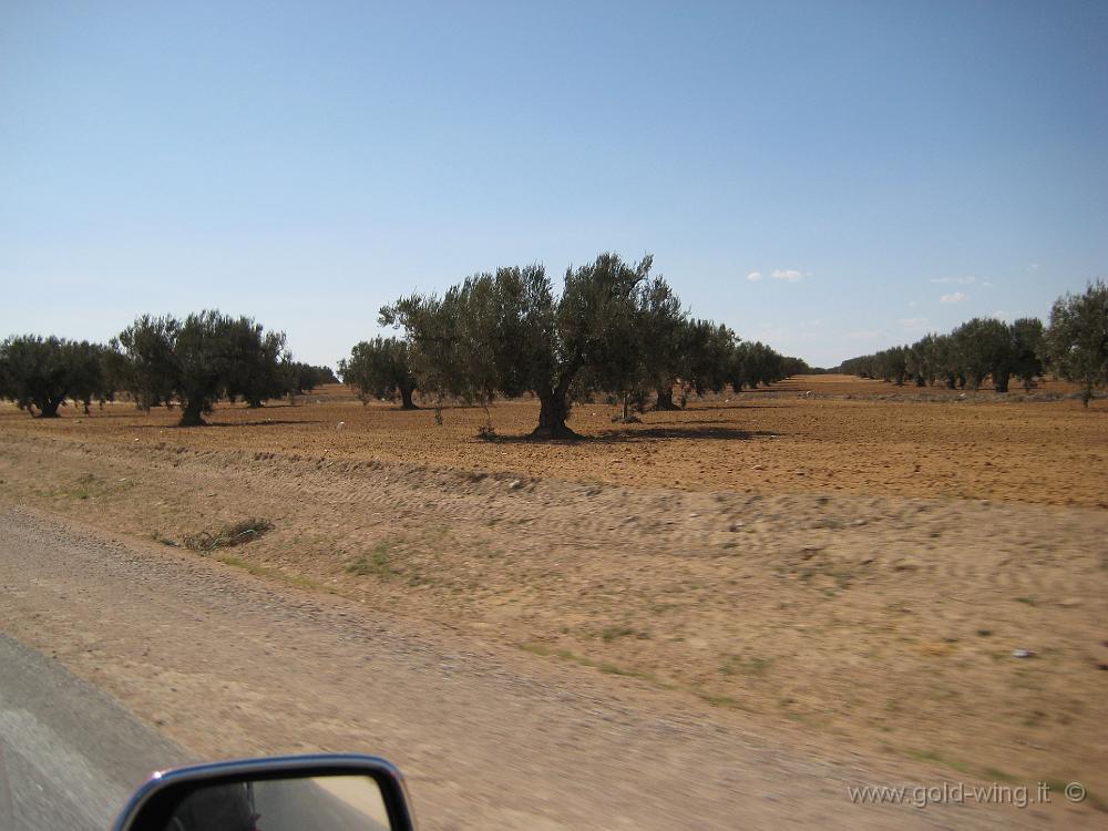 IMG_0236.JPG - Tra Sfax e Gabes: ancora ulivi, nel terreno sempre più arido