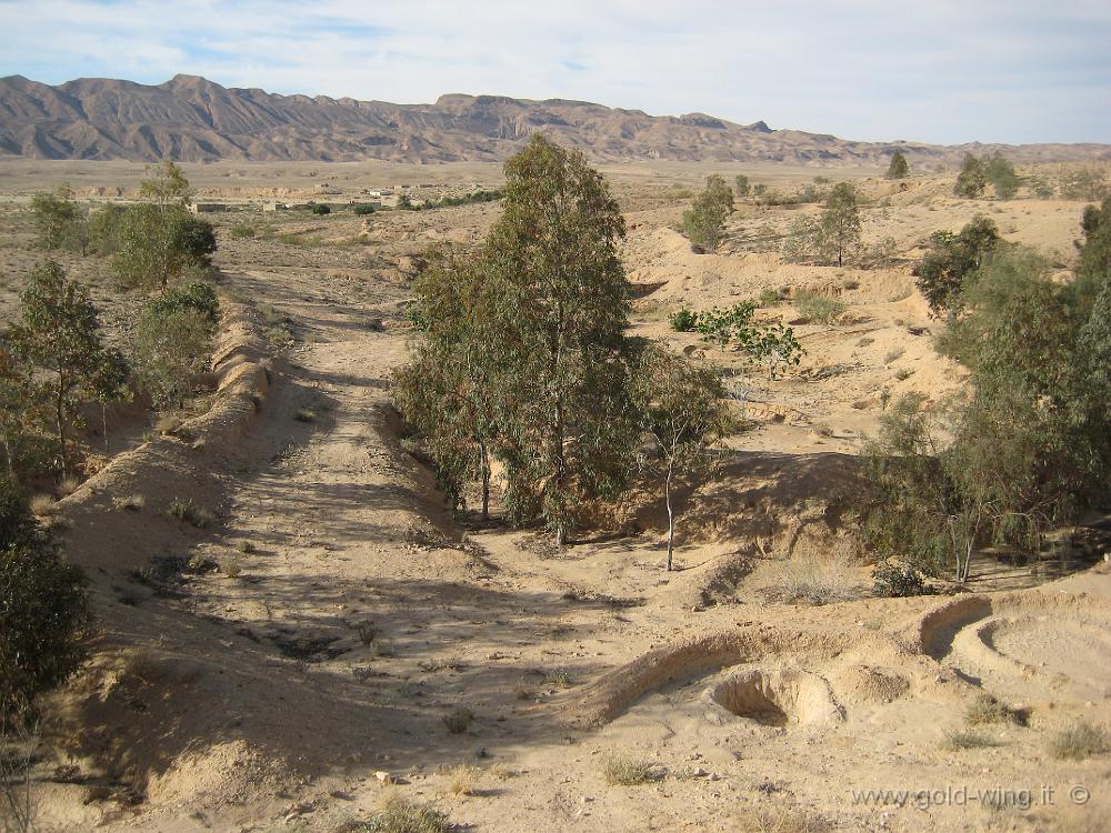 IMG_0974.JPG - Tra Tamerza e Gafsa: nel terreno arido cominciano a cresce alcuni alberi