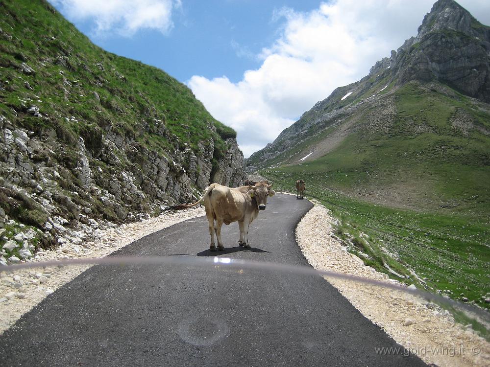 IMG_0470.JPG - Monte Durmitor: bovini sulla strada