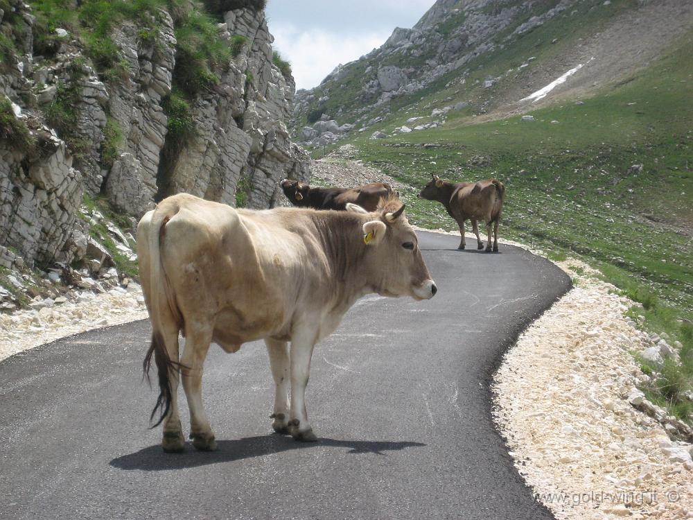 IMG_0471.JPG - Monte Durmitor: bovini sulla strada