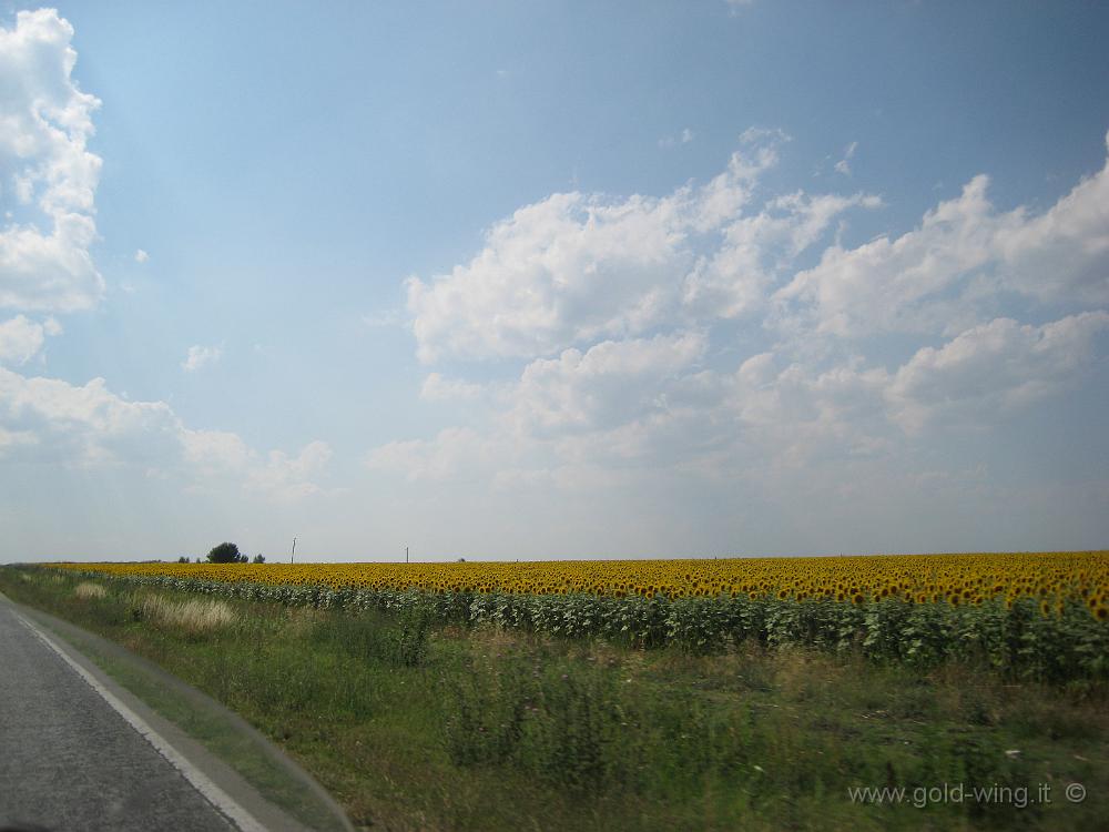 IMG_1660.JPG - Bulgaria:campi di girasole