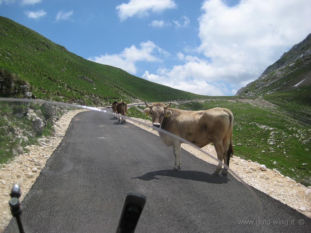 IMG_0475.JPG - Monte Durmitor: bovini sulla strada