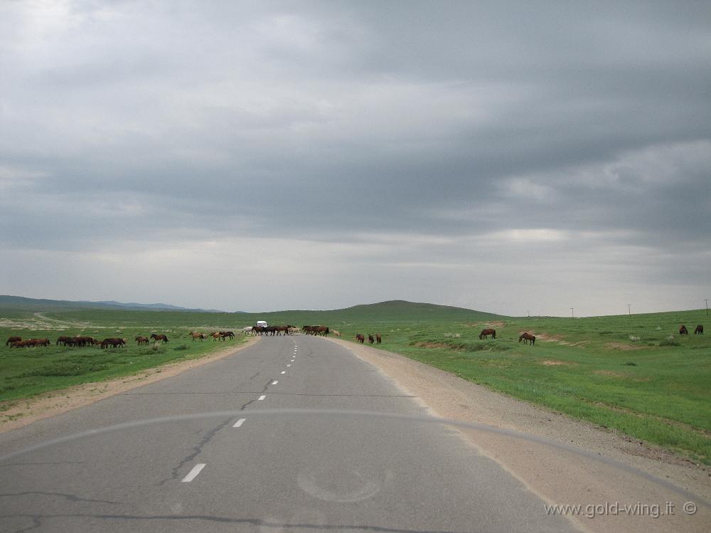 IMG_1700.JPG - Tra Dulaankhaan e Darhan (Mongolia): cavalli liberi attraversano la strada