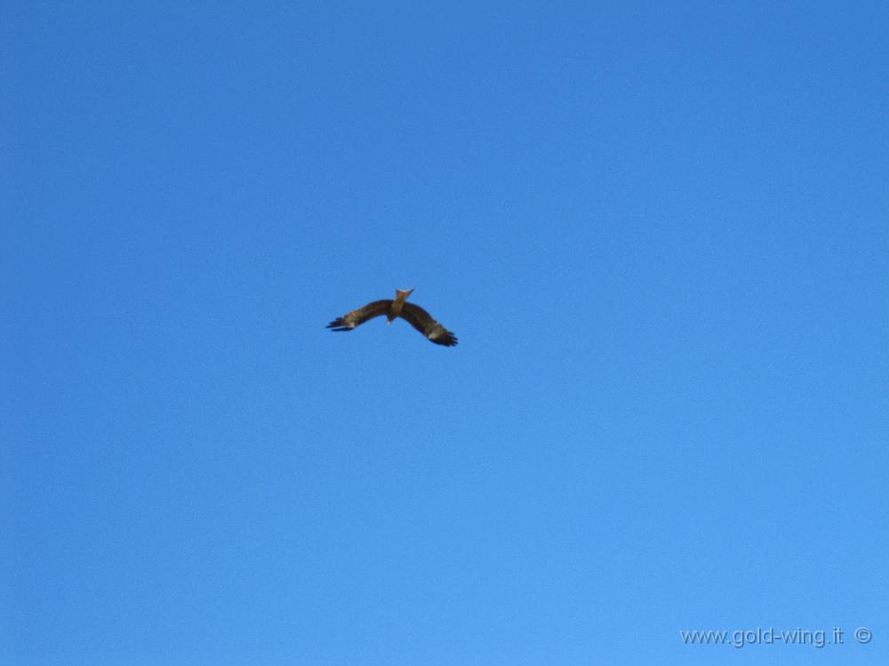 IMG_2101.JPG - Tra le Mongol Els e Kharkhorin (Mongolia): il falco vola libero