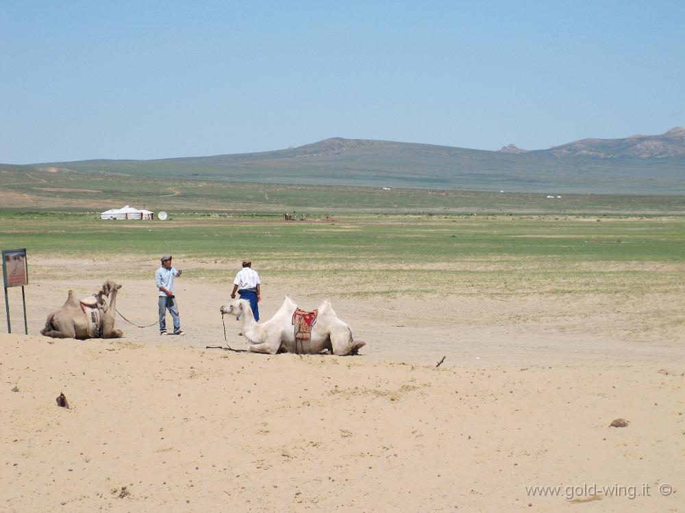 IMG_2199.JPG - Mongol Els (Mongolia): cammelli