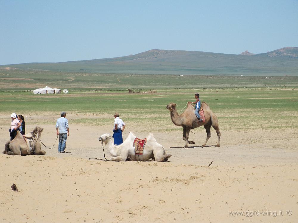 IMG_2200.JPG - Mongol Els (Mongolia): cammelli