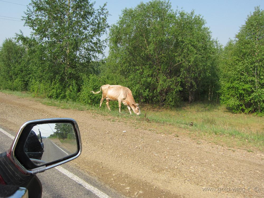 IMG_1133.JPG - Tra Ulan Udè e Cità - Animali vagnao liberi a bordo strada