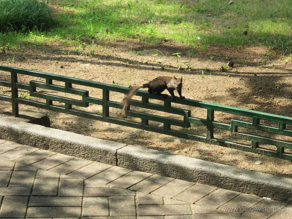 IMG_3327.JPG - Gyeongju - Parco delle tombe reali a tumulo: scoiattolo