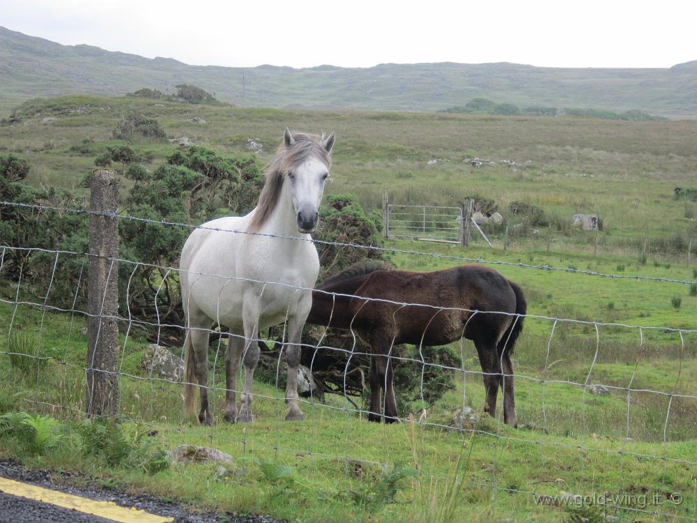 IMG_3305.JPG - Connemara