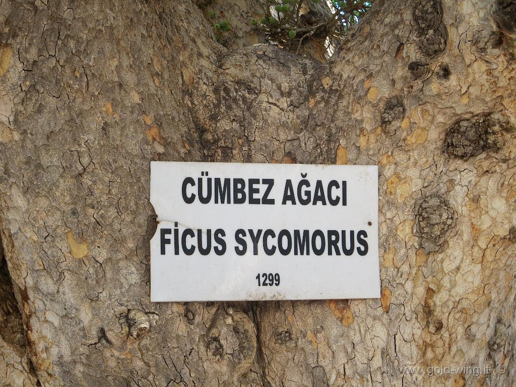 IMG_1507.JPG - Famagosta: ficus sicomoro di oltre 700 anni davanti alla Cattedrale