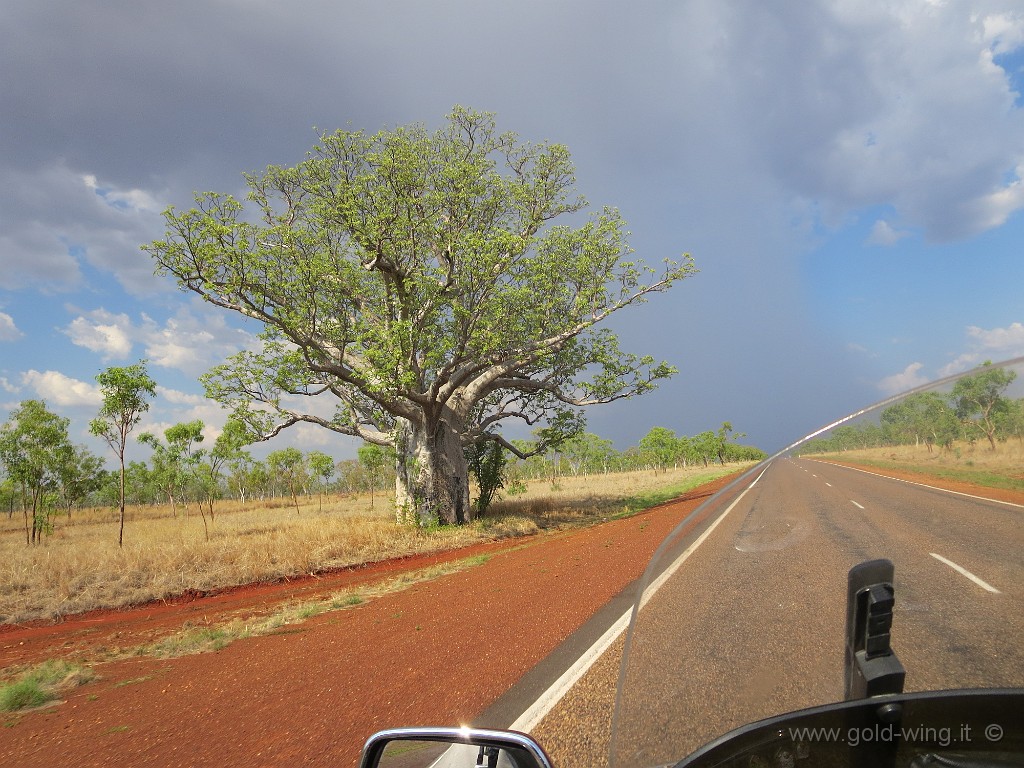 IMG_5142.JPG - Baobab