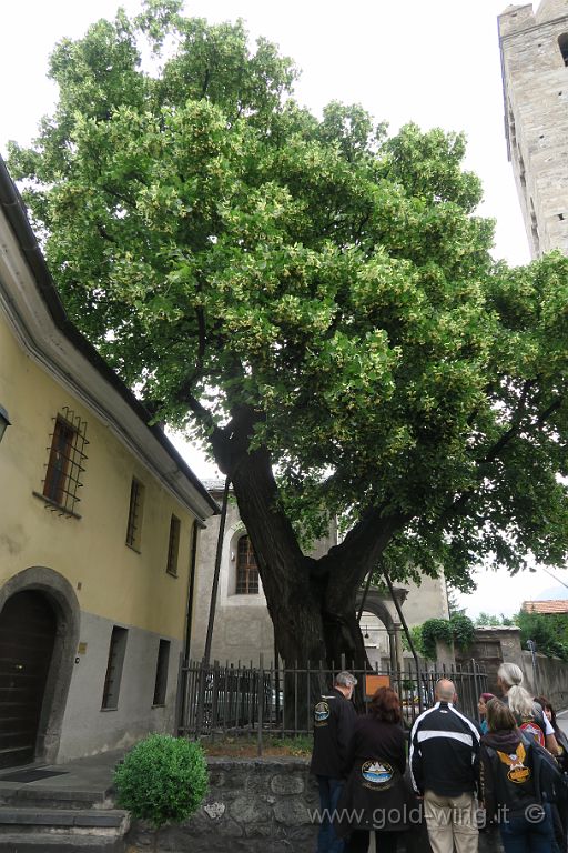 IMG_0461.JPG - Aosta: tiglio di 500 anni